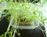 追加の１品☆豆苗の簡単ゆかりあえ作り方5写真