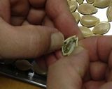 ”カリポリ”美味しい☆かぼちゃの種作り方3写真