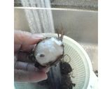ホッコリ(*^^*)大根☆里芋の煮物作り方6写真