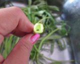 空芯菜炒め作り方1写真