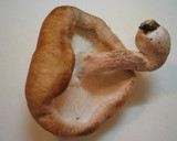 巨大椎茸ちらしずし作り方1写真