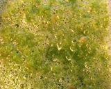食べたらやみつきメキシコ料理★セビーチェ作り方3写真