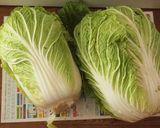 大量冷凍保存も☆ロール白菜～コンソメ味～作り方1写真