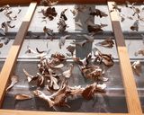 秋の香り♪乾燥舞茸の作り方❀作り方1写真