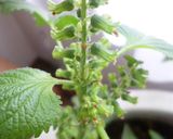 *紫蘇の実の醤油漬け*作り方1写真