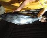 マグロのホイル焼き♪作り方1写真
