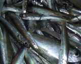釣った”片口いわし”で美味しい天ぷら作り方1写真