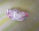 豚肉青梗菜のロールカツ風作り方4写真