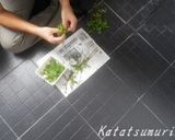 簡単!ミントティー♪作り方1写真