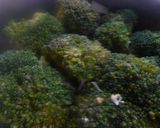 *ひき肉とブロッコリーで簡単おつまみ*作り方1写真