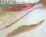 ★釣った小鯵で南蛮漬け★作り方19写真