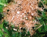 かぶの葉っぱと乾燥えのきの炒め物作り方3写真
