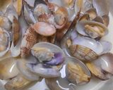 私の定番・あさりの酒蒸しバター味作り方10写真