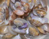 私の定番・あさりの酒蒸しバター味作り方10写真