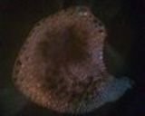 白身魚を梅と大葉のバターソースで♪作り方4写真