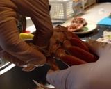 コッペ(ズワイガニのめす)のさばき方作り方4写真