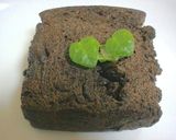 絶品！ベイクドチーズケーキ☆作り方11写真