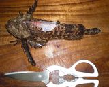 肝醤油で味わう活オコゼの刺身作り方1写真