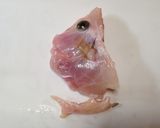 簡単カリカリ♪カワハギの頭の唐揚げ作り方1写真