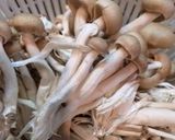 キノコの時雨煮（手抜き）作り方3写真