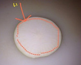 大根の皮で自家製切り干し大根作り方1写真