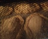 生地から作るアップルパイ作り方13写真