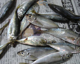簡単☆小あじの南蛮漬け！作り方1写真