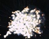 もやしとツナの炒め物作り方1写真
