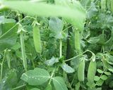 初夏の香りのえんどうご飯作り方1写真