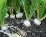 簡単で旨い♪カブの葉でナムル作り方1写真