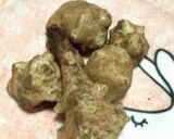 菊芋のきんぴら作り方1写真