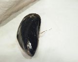 ムール貝の蒸し焼き（自己流ベルギー風）作り方3写真