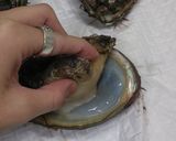 ★あわびの捌き方★作り方4写真