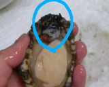 ★あわびの捌き方★作り方7写真