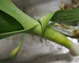 アンチョビの威力で♪美味しいリーキ炒め作り方2写真