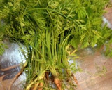 人参の葉っぱのかき揚げ（天ぷら）作り方1写真