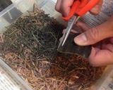 北海道発！おばあちゃんの松前漬け作り方3写真