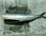 減塩いわしの水煮　青魚で健康に　作り方1写真