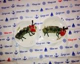 はらぺこあおむし時短簡単キャラ弁作り方7写真