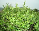 番茶の葉の作り方作り方1写真