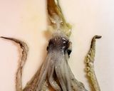 わた好きさんに捧ぐ！ゲソとわたのホイル焼作り方10写真