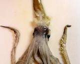 イカのさばき方☆ゲソもわたもいただきます作り方3写真