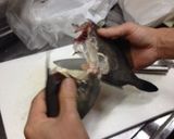 マグロ漁師さんの簡単ハゲさばき方から刺身作り方2写真