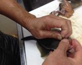 マグロ漁師さんの簡単ハゲさばき方から刺身作り方9写真