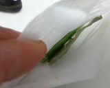 ほっくり。かぼちゃのスープ作り方6写真