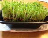 豆苗の育て方♡作り方1写真