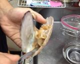 マグロ漁師さんの超簡単ホタテさばき方作り方1写真
