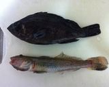 釣魚のアヒージョ!作り方1写真