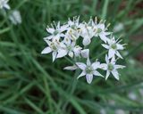 にらの花のおひたし〜マヨ醤油味〜作り方3写真