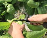 ＊チンゲン菜の簡単キムチ＊作り方7写真